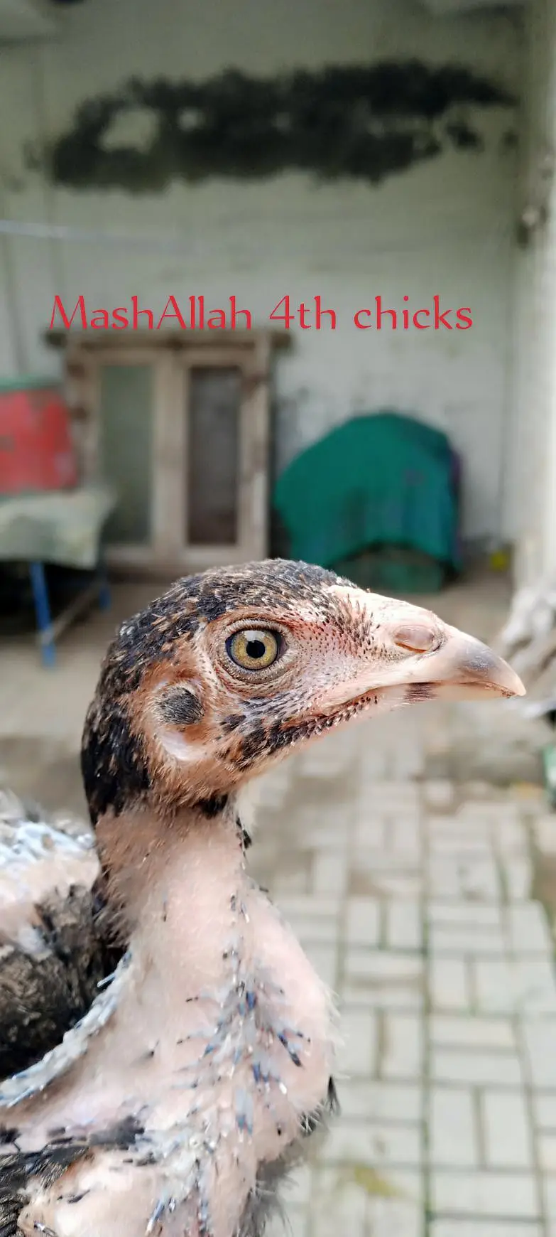 Thai crass chicks — photo 10