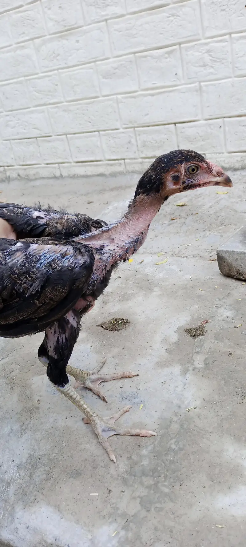 Thai crass chicks — photo 11