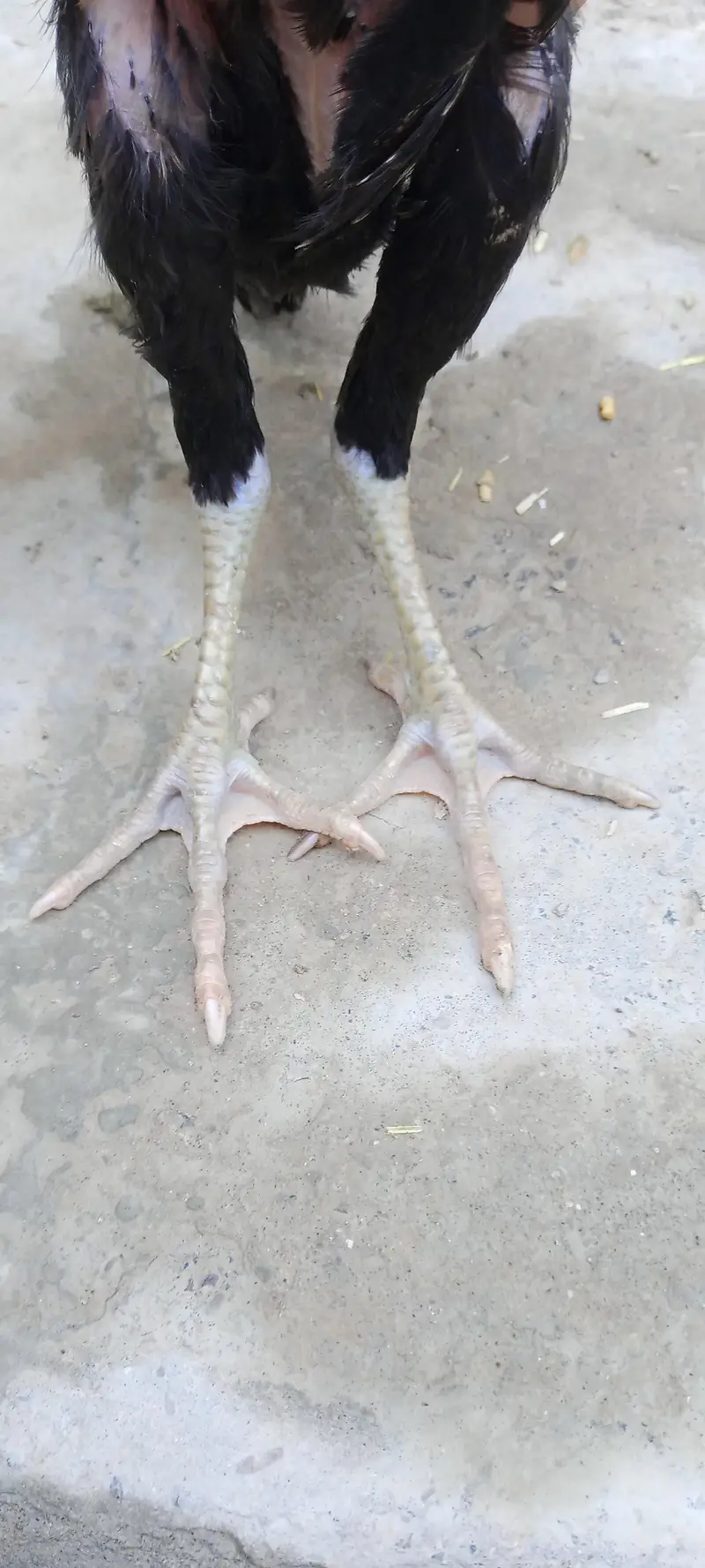Thai crass chicks — photo 12