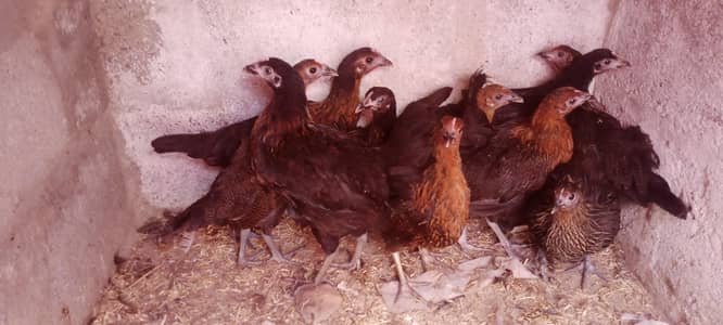 GOLDEN MISRI FEMALE