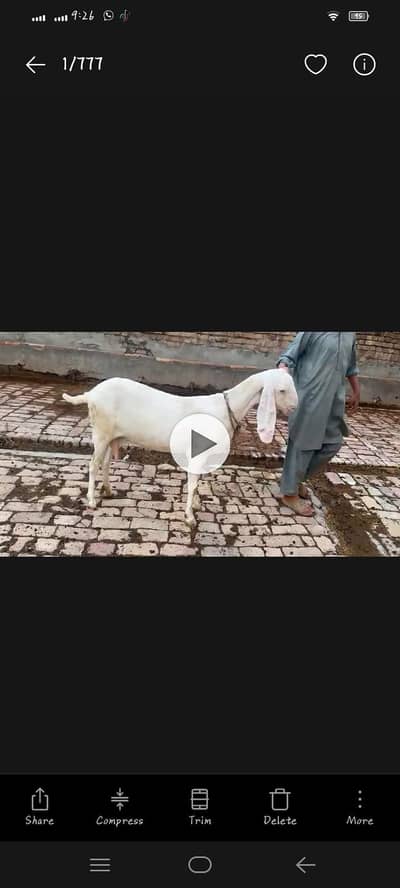 rajanpuri bakri