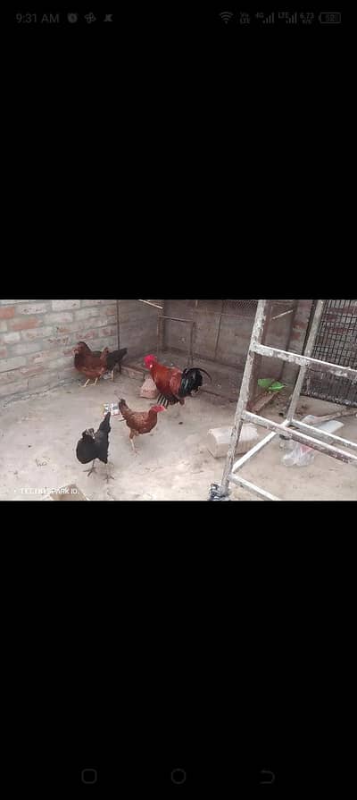 Desi murgian eggs wali