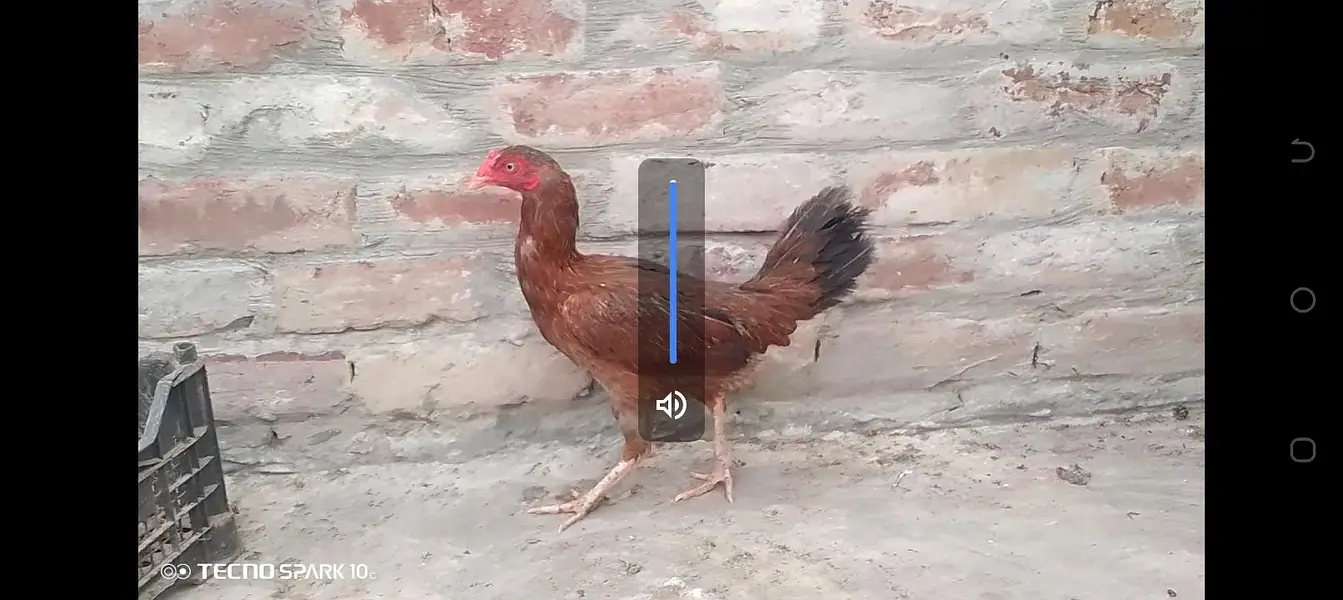 Desi murgian eggs wali — photo 2