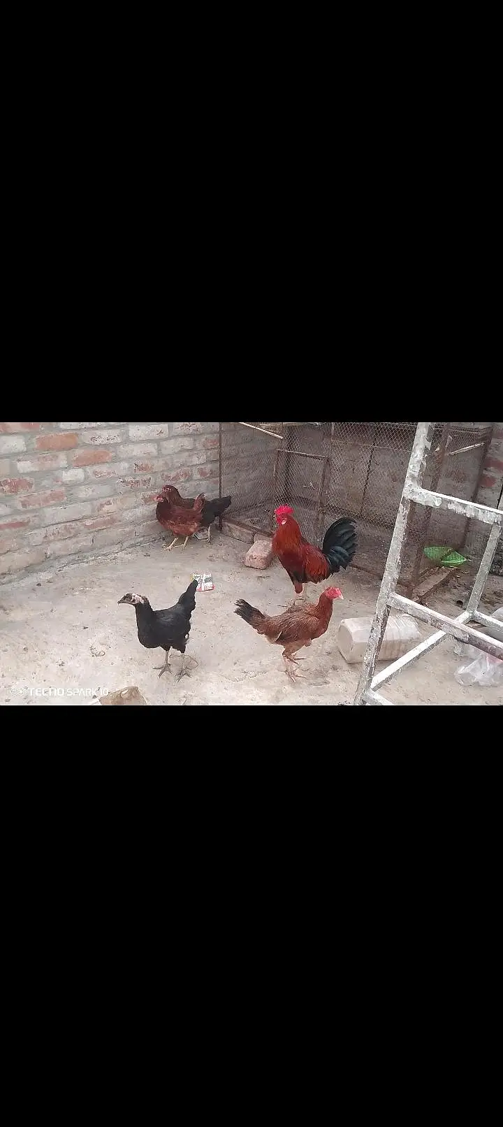 Desi murgian eggs wali — photo 3