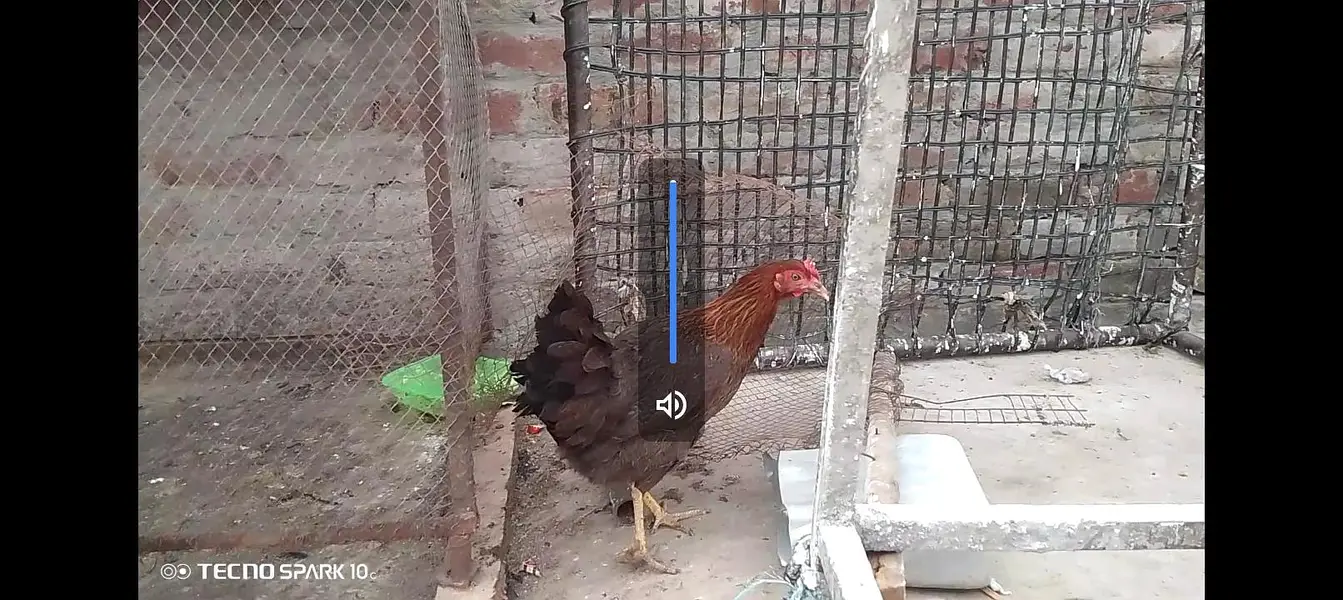 Desi murgian eggs wali — photo 5