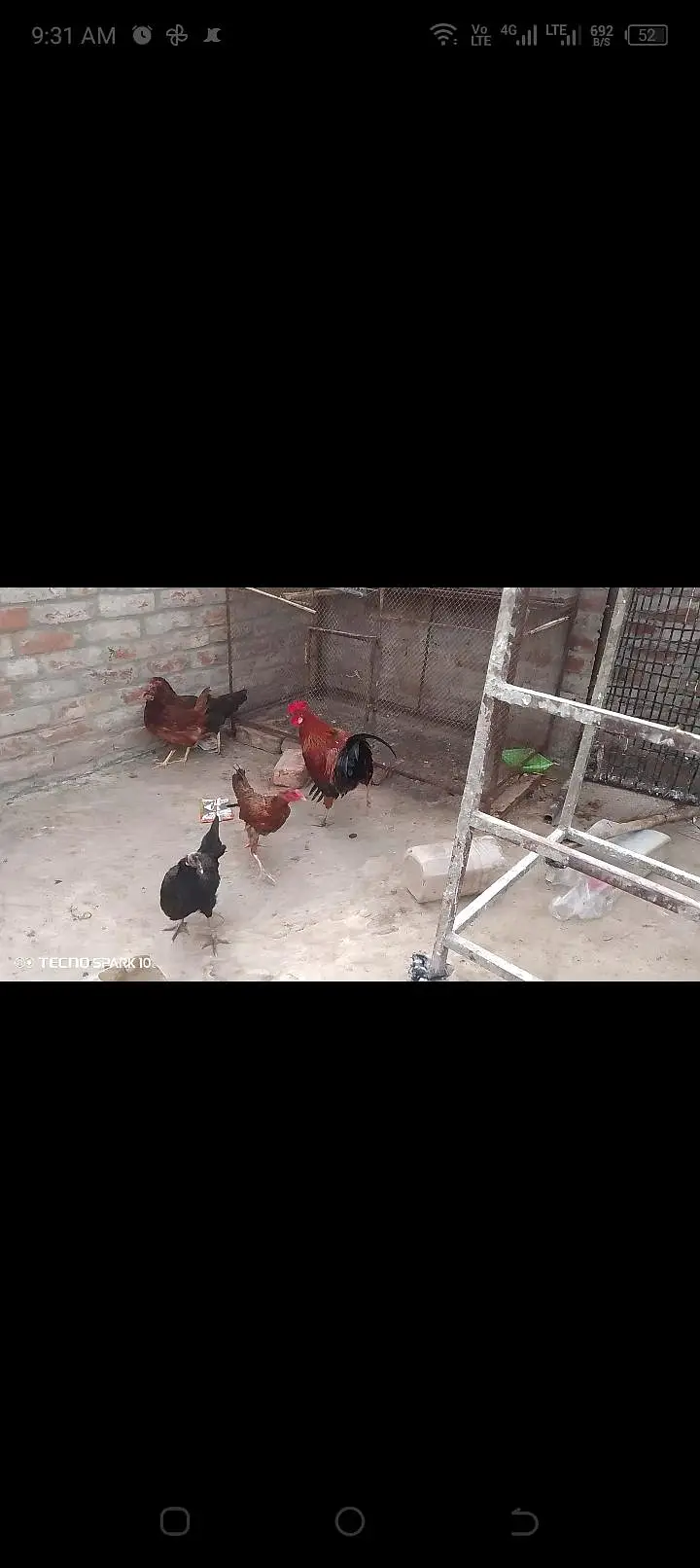 Desi murgian eggs wali — photo 7