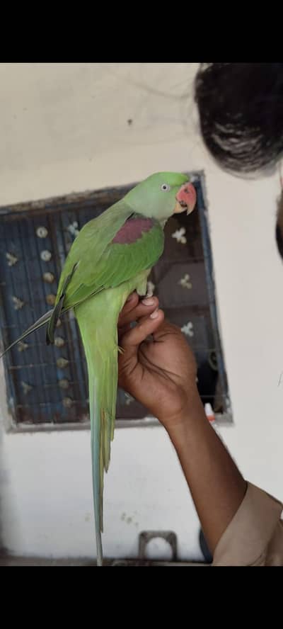 Female Parrot for Sale – Healthy & Beautiful