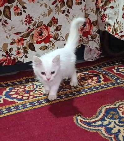 Cute Persian White cat | Double Coated beautiful White Cat