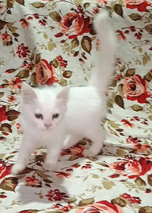 Cute Persian White cat | Double Coated beautiful White Cat — photo 2