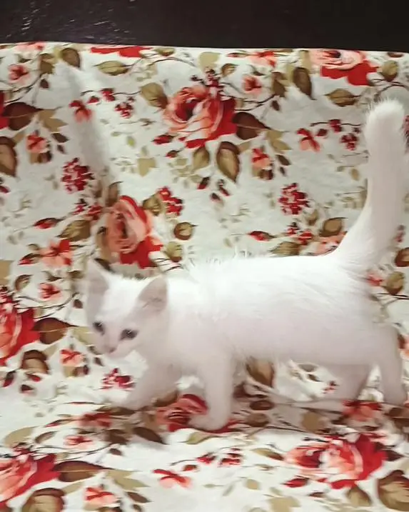 Cute Persian White cat | Double Coated beautiful White Cat — photo 3