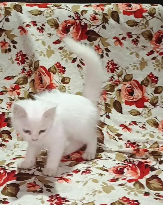 Cute Persian White cat | Double Coated beautiful White Cat — photo 4