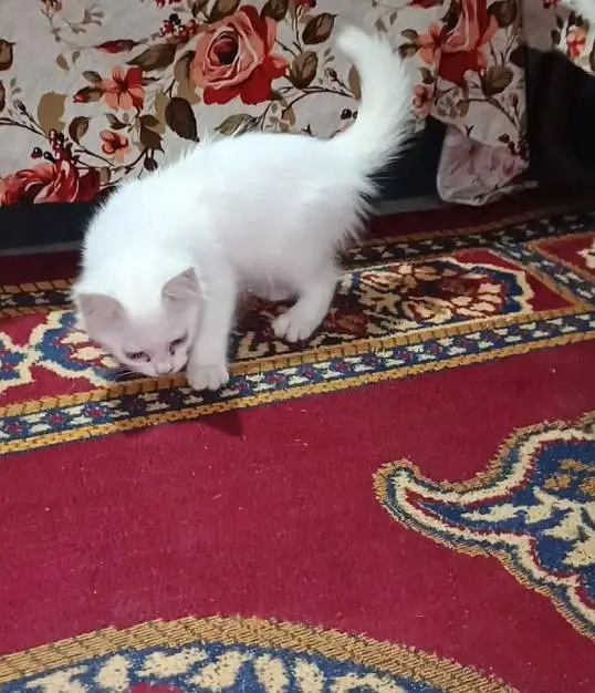 Cute Persian White cat | Double Coated beautiful White Cat — photo 5