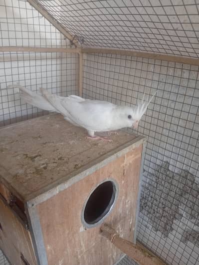 White cocktail for sale