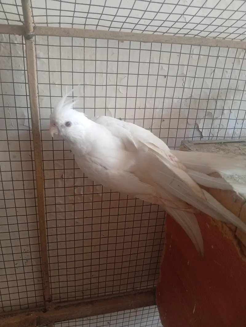 White cocktails for sale - red eye — photo 3