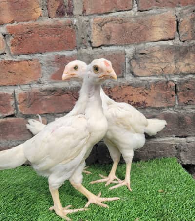 heera aseel/heera chicks/aseel heera/aseel chicks/heera pair