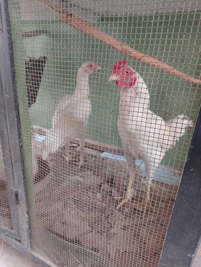 desi hen for sale