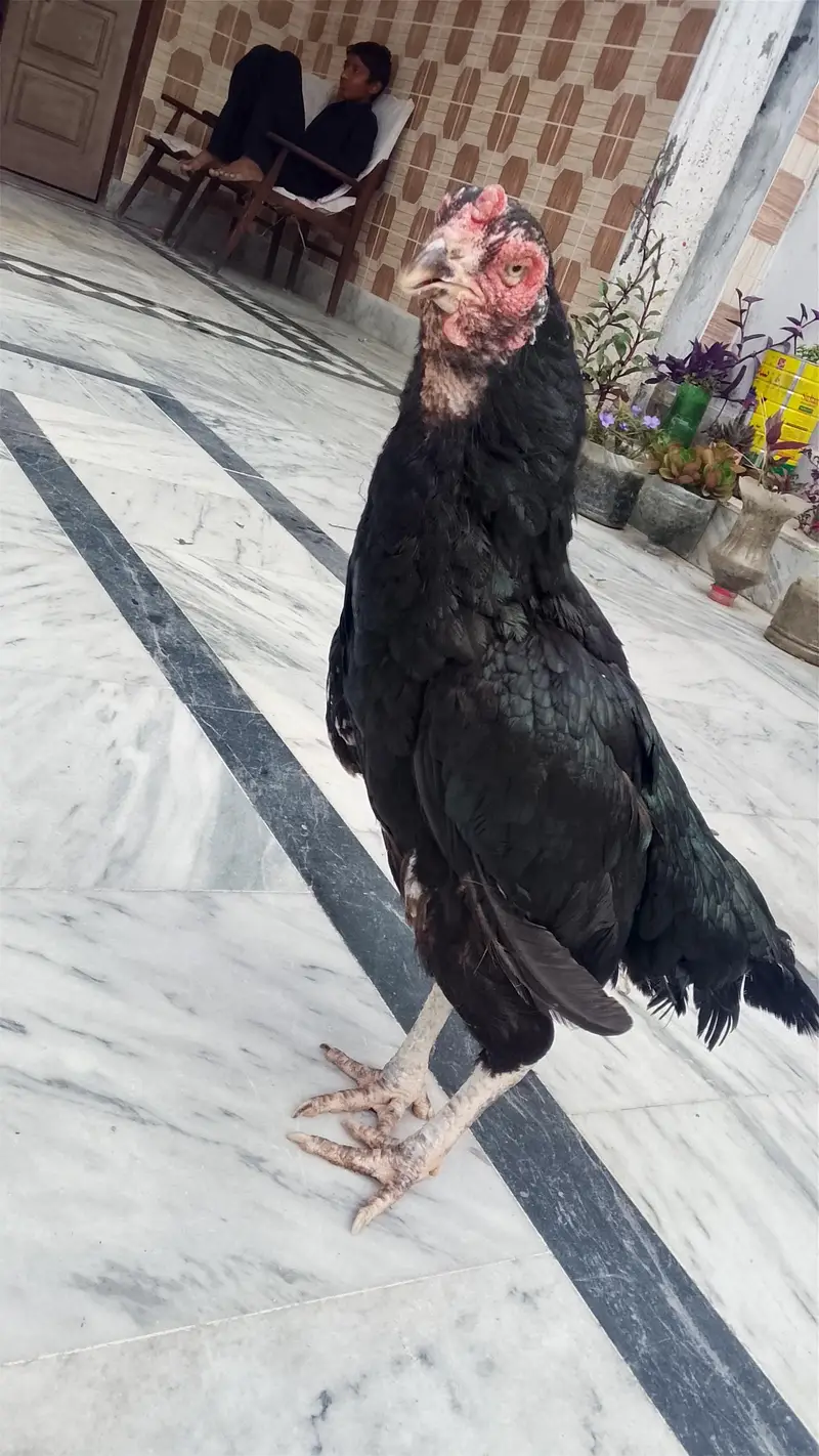 aseel murgi — photo 3