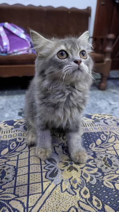 Beautiful Grey Persian Kitten Pair/Tripple Coat Semi-long hairs