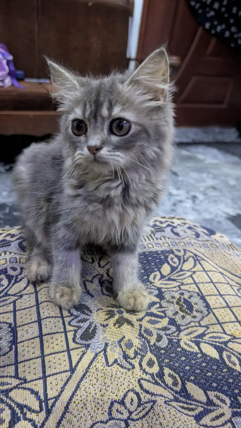 Beautiful Grey Persian Kitten Pair/Tripple Coat Semi-long hairs — photo 2