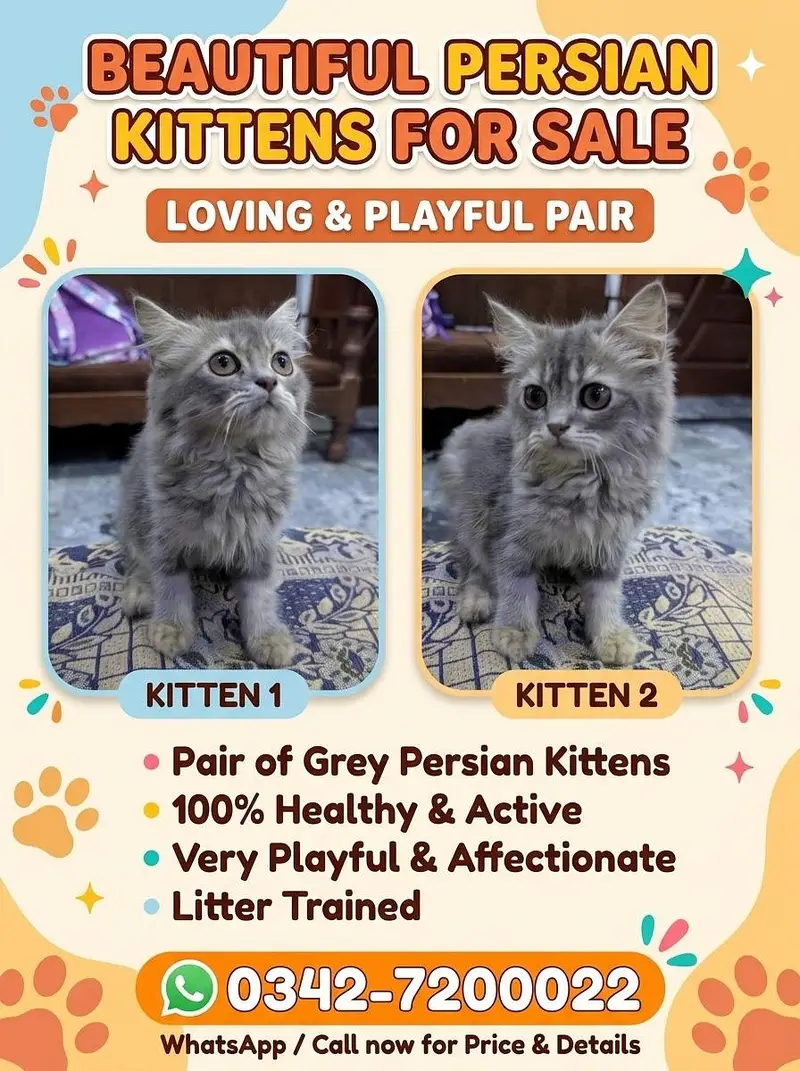 Beautiful Grey Persian Kitten Pair/Tripple Coat Semi-long hairs — photo 3