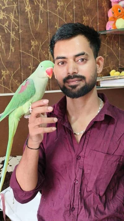 raw parrot female