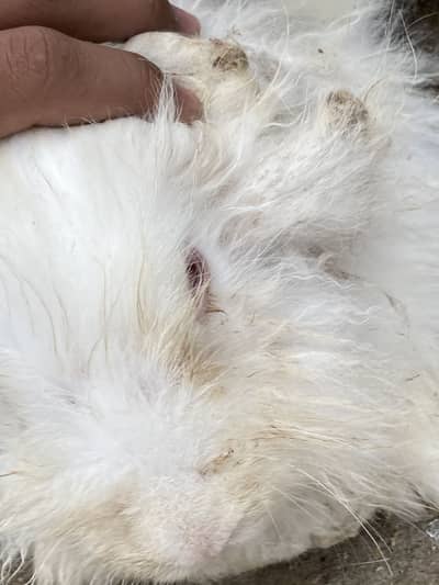 ENGLISH ANGORA RABBIT FOR SALE DONO MALE HAN