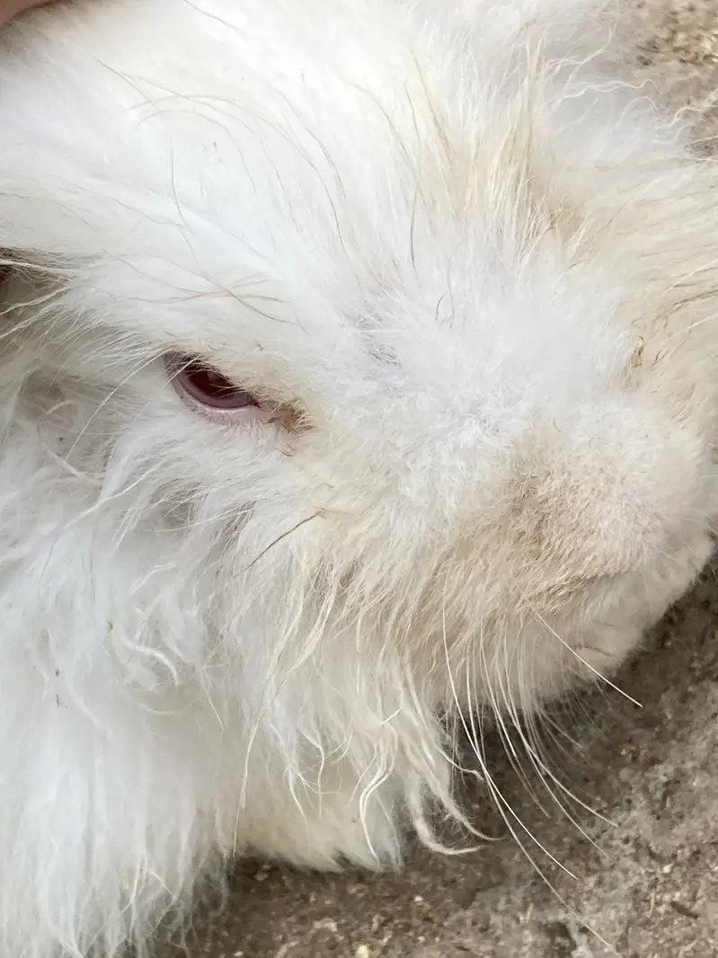ENGLISH ANGORA RABBIT FOR SALE DONO MALE HAN — photo 2