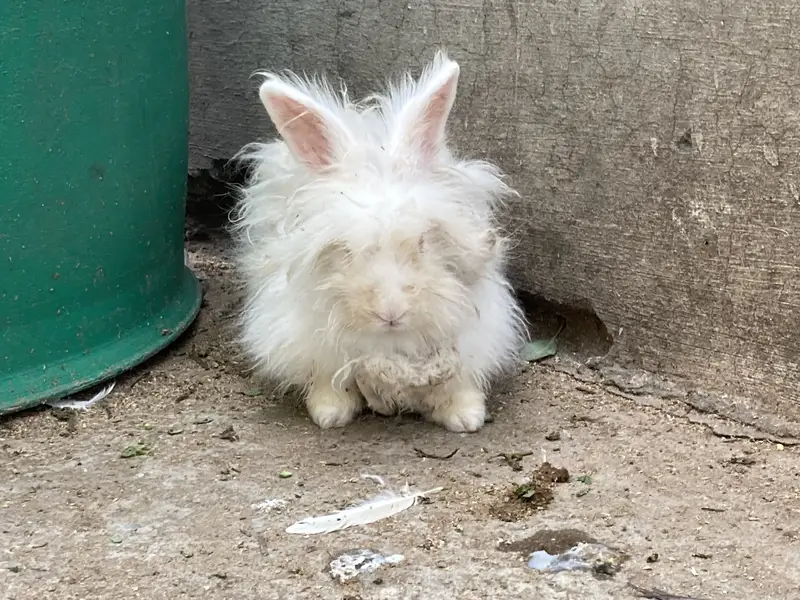 ENGLISH ANGORA RABBIT FOR SALE DONO MALE HAN — photo 3