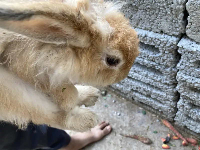 ENGLISH ANGORA RABBIT FOR SALE DONO MALE HAN — photo 4