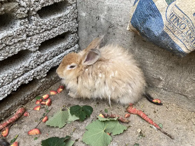 ENGLISH ANGORA RABBIT FOR SALE DONO MALE HAN — photo 5