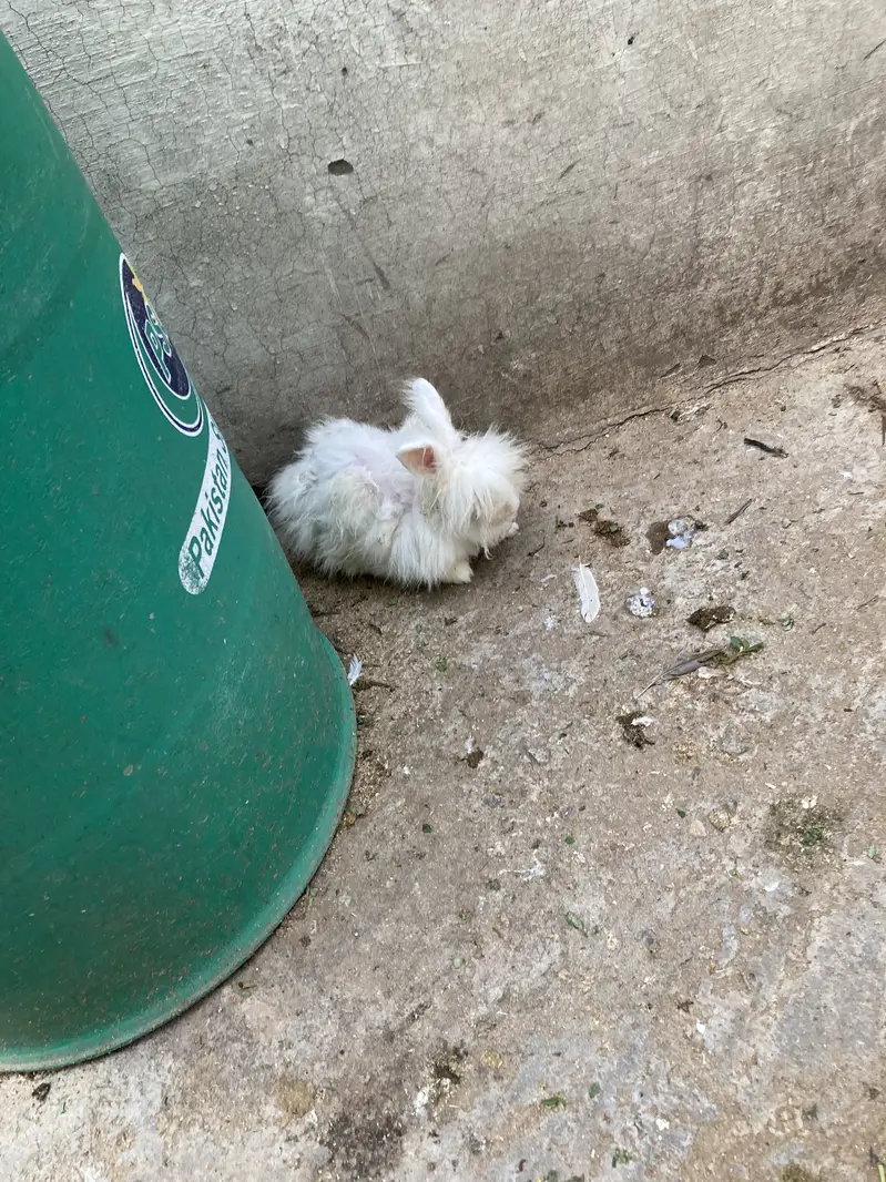 ENGLISH ANGORA RABBIT FOR SALE DONO MALE HAN — photo 6