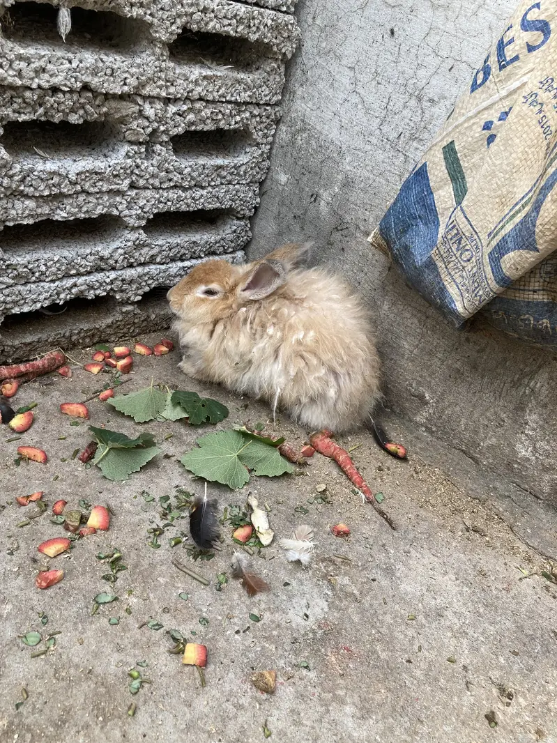 ENGLISH ANGORA RABBIT FOR SALE DONO MALE HAN — photo 7