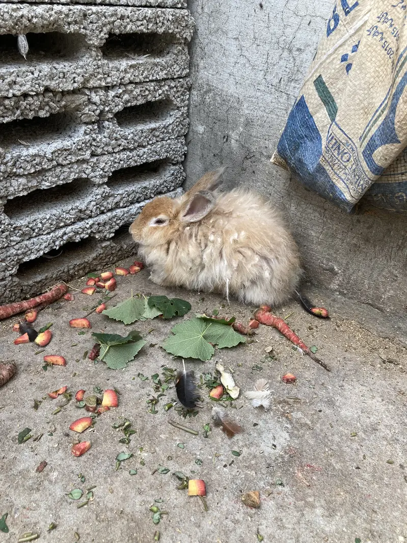 ENGLISH ANGORA RABBIT FOR SALE DONO MALE HAN — photo 8