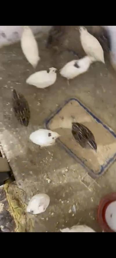 quail bird  avialable in bulk quantity