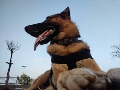 Well mannered guard dog heighted