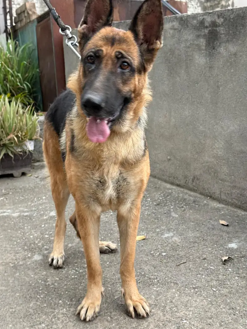 Well mannered guard dog heighted — photo 2