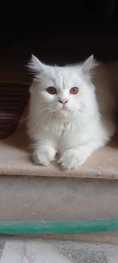 2x Persian cats for sale