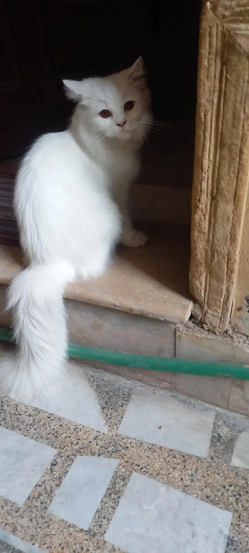 2x Persian cats for sale — photo 2