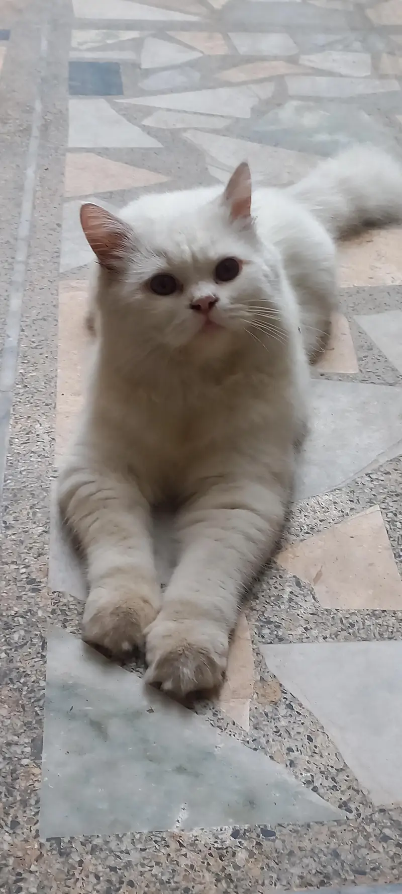2x Persian cats for sale — photo 3