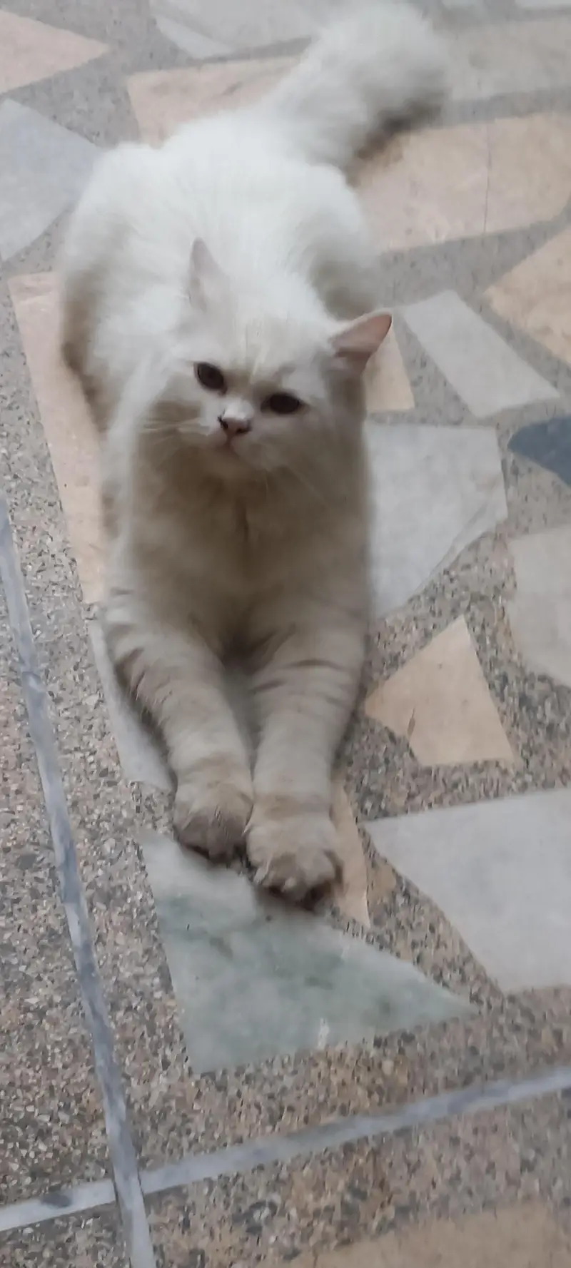 2x Persian cats for sale — photo 4