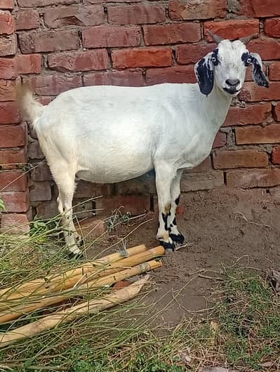 4 bakriyan for sale in chanab Nagar chiniot