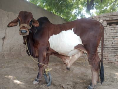 braman bacra