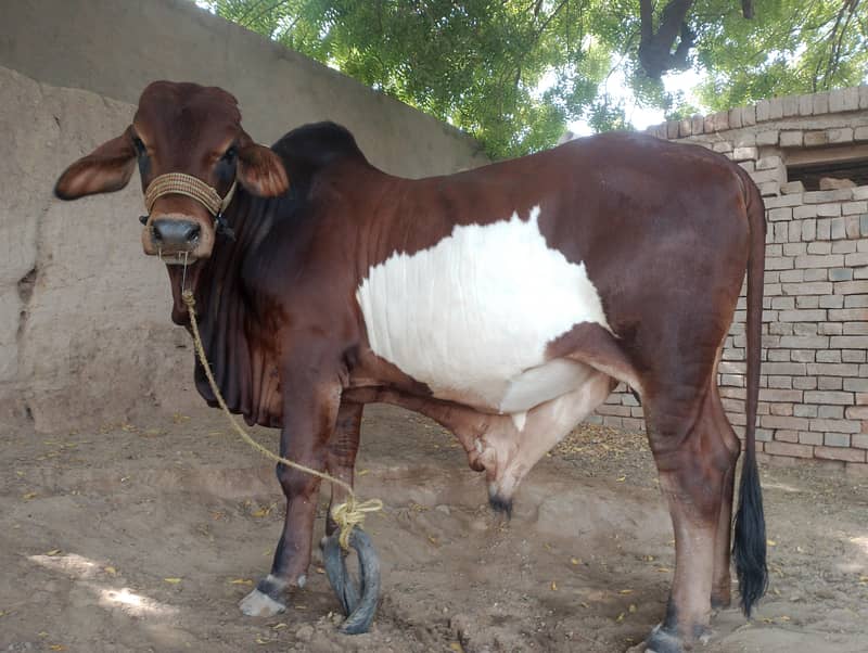 braman bacra 0