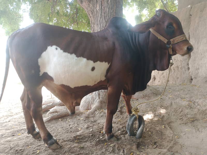 braman bacra 1