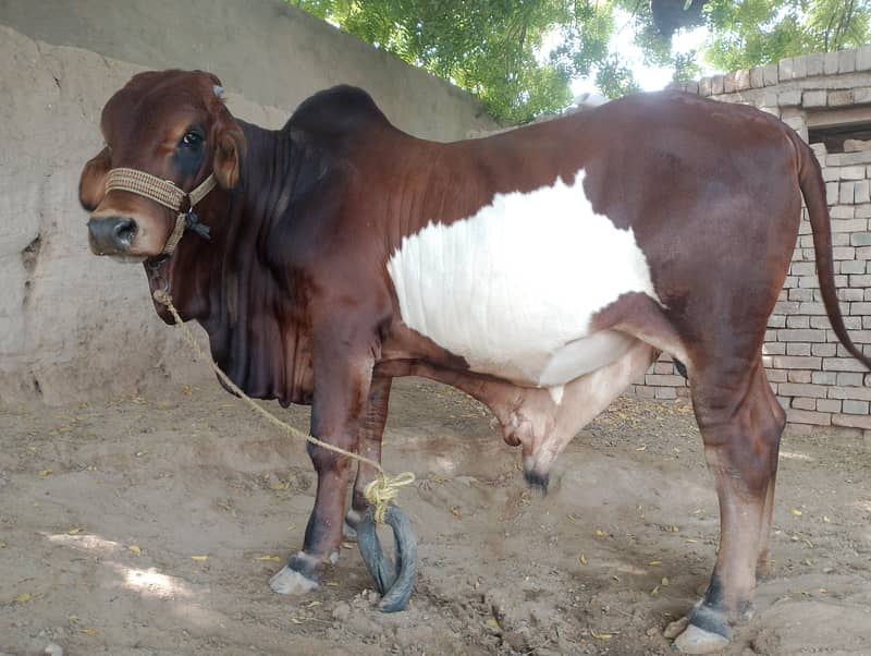 braman bacra 2