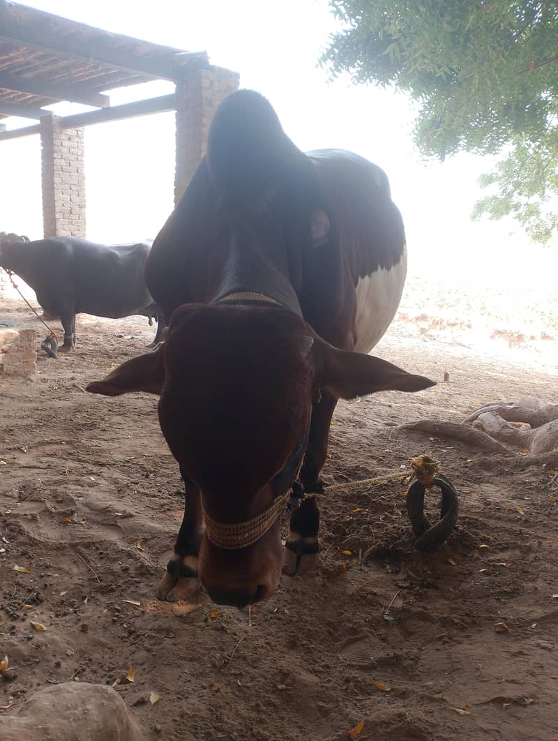 braman bacra 3