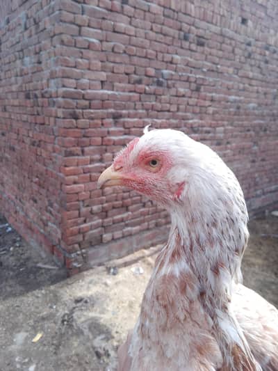 aseel murge for sale