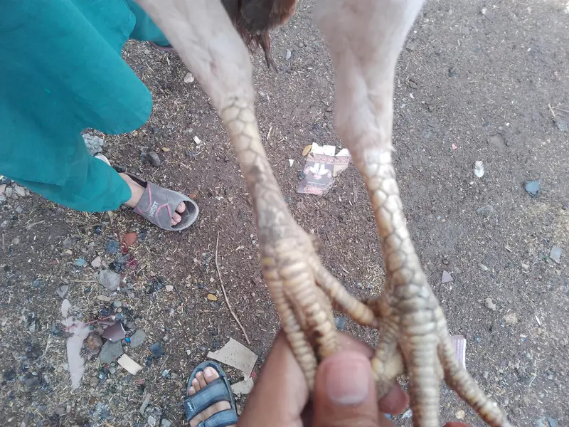 aseel murge for sale — photo 2