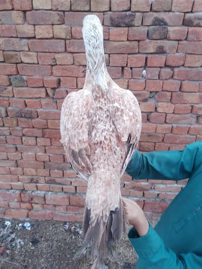 aseel murge for sale