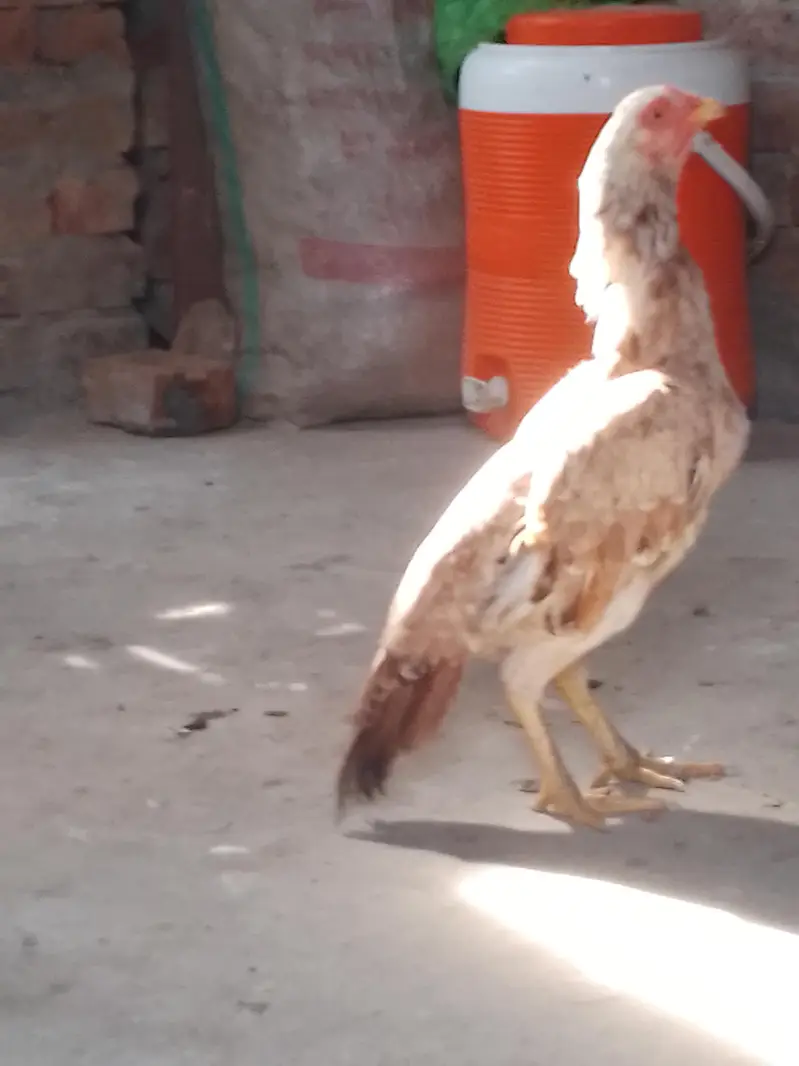 aseel murge for sale — photo 5